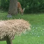 Dom wakacyjny Sommerhaus Zuelow